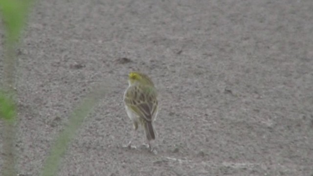 Yellow-browed Sparrow - ML200805201