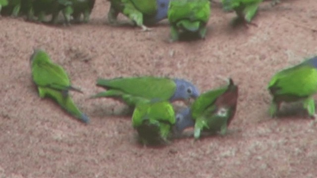 Blue-headed Parrot (Blue-headed) - ML200805211