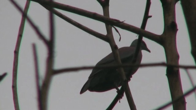 Pigeon vineux - ML200805311