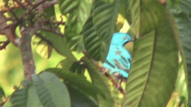 Plum-throated Cotinga - ML200805331