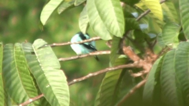 カオグロヒワミツドリ（lineata） - ML200805371