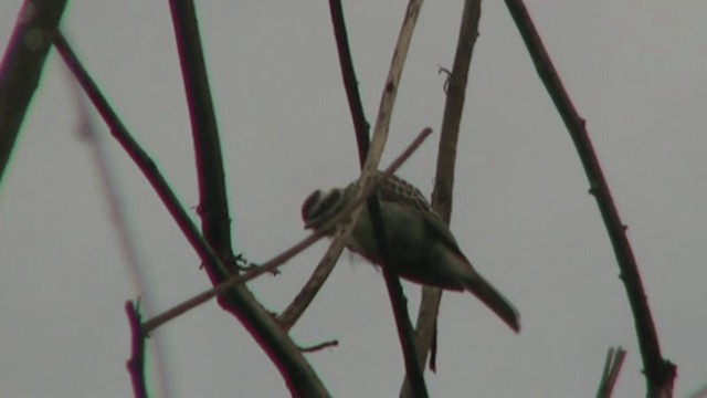 Variegated Flycatcher - ML200805421