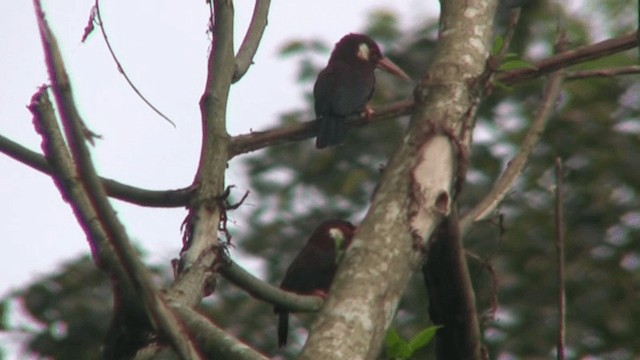 White-eared Jacamar - ML200805431