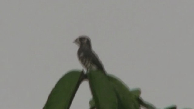 White-browed Purpletuft - ML200805451