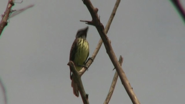 Sulphur-bellied Flycatcher - ML200805501