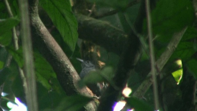 Spot-winged Antshrike - ML200805581