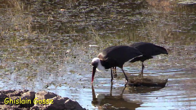 African Woolly-necked Stork - ML200805741