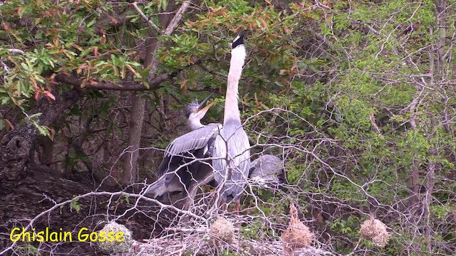 Gray Heron - ML200805751