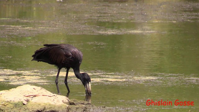 African Openbill - ML200805771