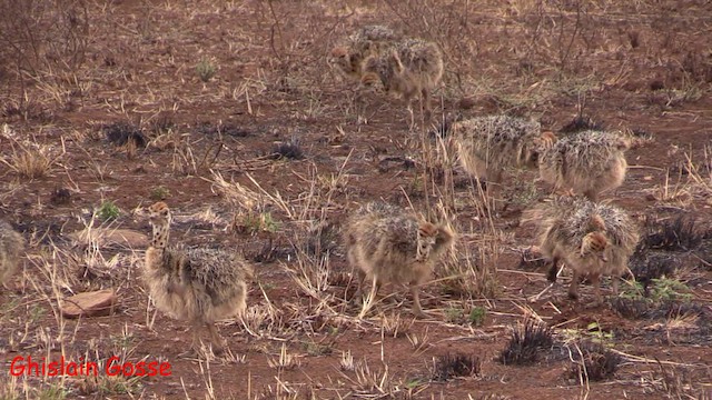 Common Ostrich - ML200805791