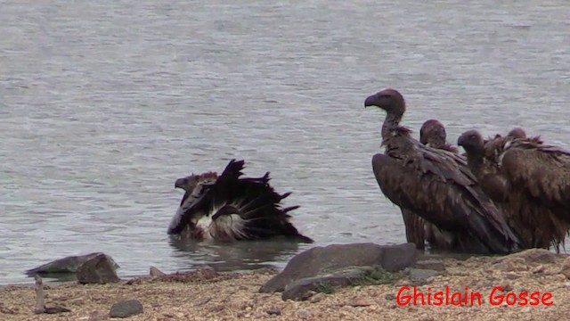 White-backed Vulture - ML200805811