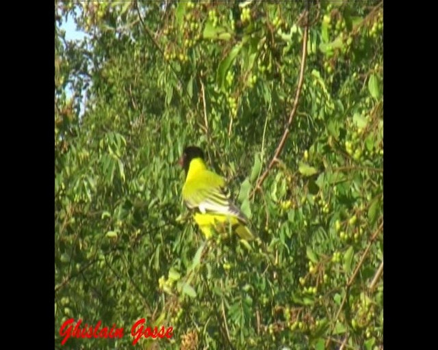 African Black-headed Oriole - ML200805821