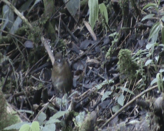 Brown-banded Antpitta - ML200805871