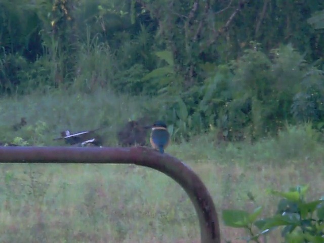 Sacred Kingfisher - ML200805881