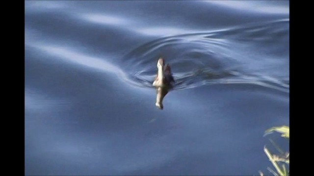 Wilson's Phalarope - ML200805941