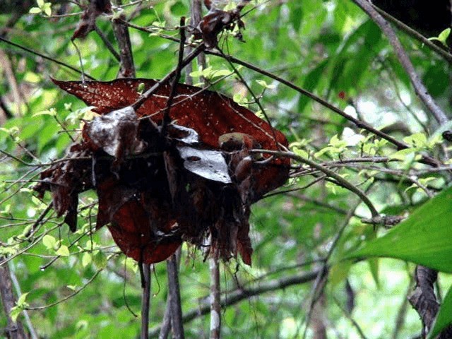 Band-tailed Manakin - ML200805991