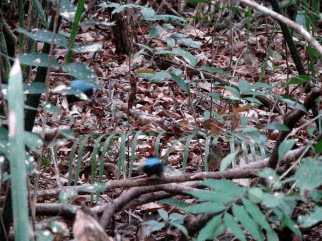 Blue-backed Manakin (pareola/atlantica) - ML200806011