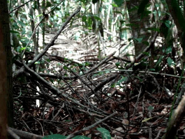 manakin sp. - ML200806021