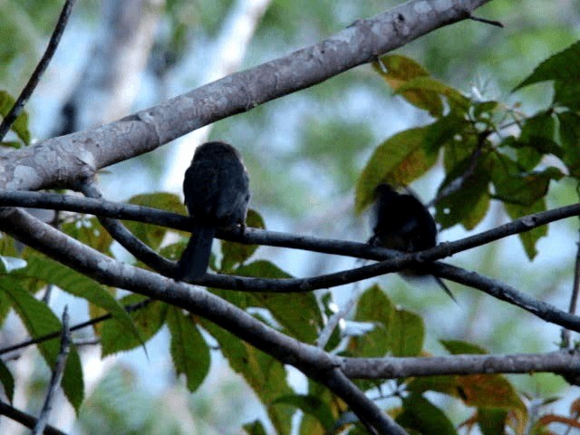 Three-toed Jacamar - ML200806031