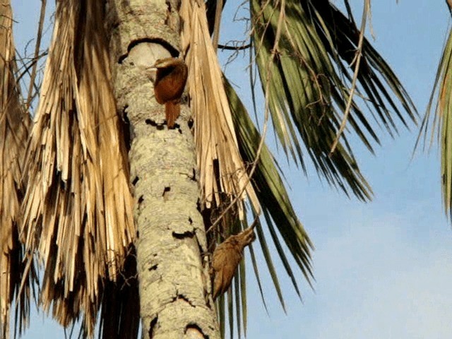 Moustached Woodcreeper - ML200806041