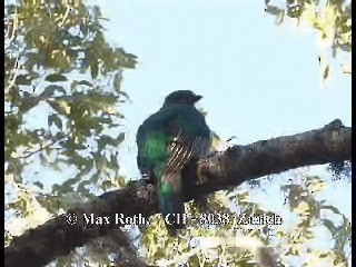 Quetzal resplendissant (costaricensis) - ML200806121