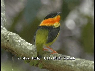 Manakin à col orange - ML200806201