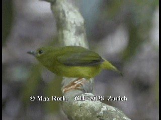 Manakin à col orange - ML200806211