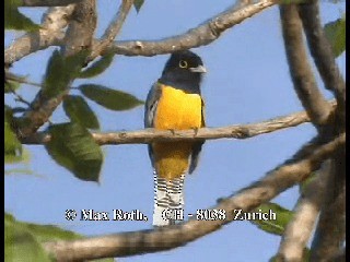 Gartered Trogon - ML200806221