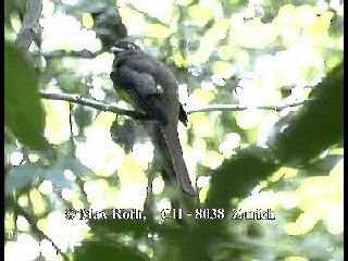 Grünschwanztrogon - ML200806231