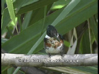Green Kingfisher - ML200806241
