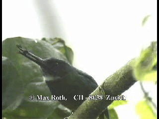 Rotschwanz-Glanzvogel (melanogenia) - ML200806271
