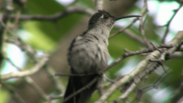 Wedge-tailed Sabrewing - ML200806401