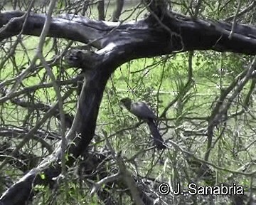 Gray Go-away-bird - ML200806451