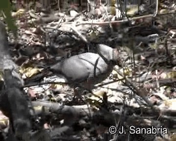 Gray Go-away-bird - ML200806461