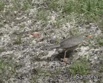 Kurrichane Thrush - ML200806501