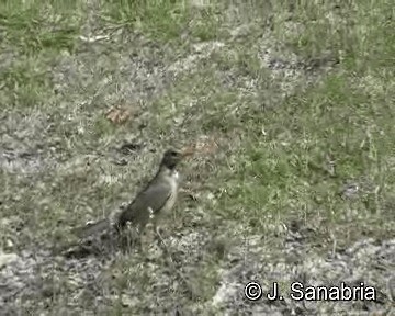 Kurrichane Thrush - ML200806511