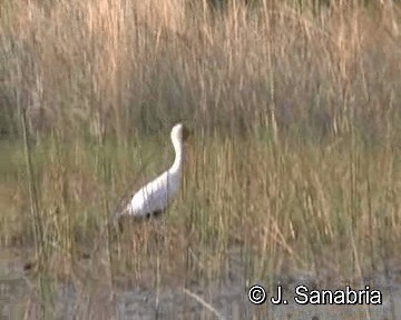 Yellow-billed Stork - ML200806521