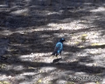 Burchell's Starling - ML200806551