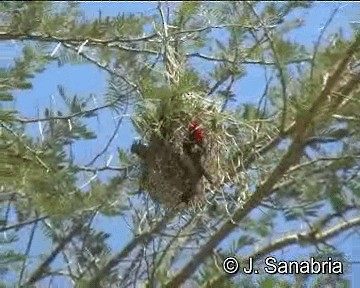 Red-headed Weaver (Southern) - ML200806571