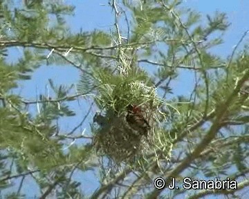 Red-headed Weaver (Southern) - ML200806581