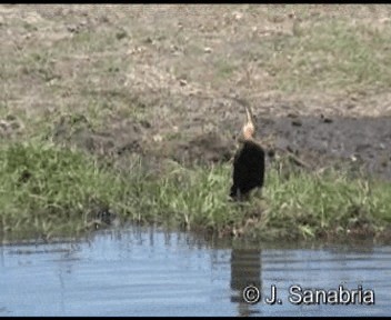 Afrika-Schlangenhalsvogel - ML200806651