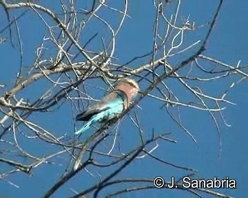 Lilac-breasted Roller (Lilac-breasted) - ML200806691