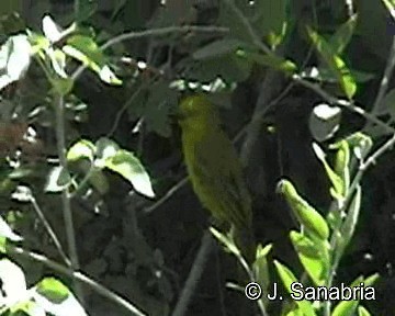 Holub's Golden-Weaver - ML200806731