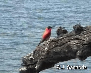 Southern Carmine Bee-eater - ML200806741