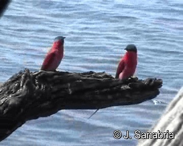 Southern Carmine Bee-eater - ML200806751