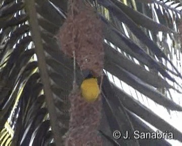 Lesser Masked-Weaver - ML200806771