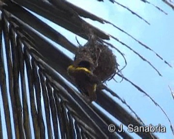 Lesser Masked-Weaver - ML200806781