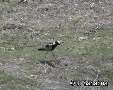 Blacksmith Lapwing - ML200806801