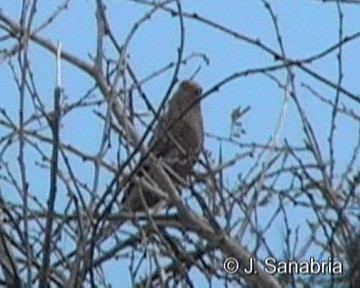 Rotzügel-Mausvogel - ML200806821