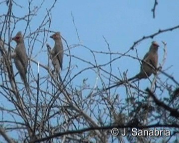 Red-faced Mousebird - ML200806831